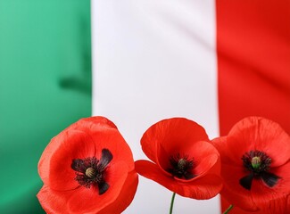 Red poppy flowers on background with Italy flag. Liberation day holiday. Festa della liberaz