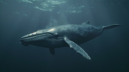 Fototapeta premium A majestic whale swimming gracefully underwater in the deep blue ocean, showcasing its sleek form and natural beauty.