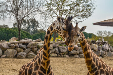 couple of giraffes in wildlife park