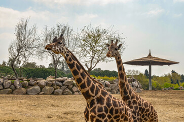 couple of giraffes in wildlife park
