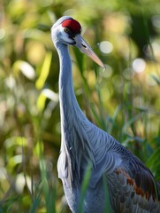Fototapeta premium Lone crane stands gracefully among dense greenery in its habitat.