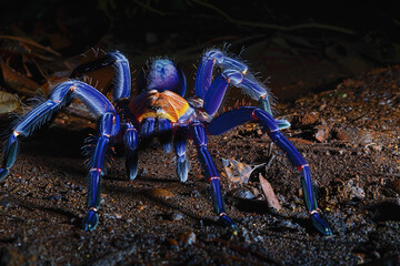 Fototapeta premium Blue Tarantula with Purple Legs and Orange Body in Jungle Night Scene