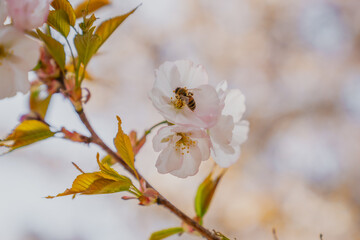 Bee searching for nectar on pink nice sakura cherry blossoms during early spring