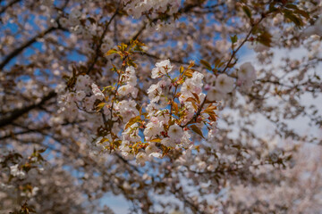 Sakura tree cherry blossoms close up in early spring with fresh blooms