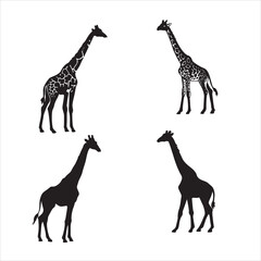 Giraffe silhouette