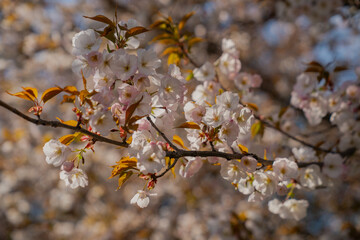 Sakura tree cherry blossoms close up in early spring with fresh blooms