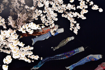 夜の桜と空に泳ぐ鯉のぼり