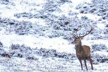 Red Deer stag in the snow Scotland.