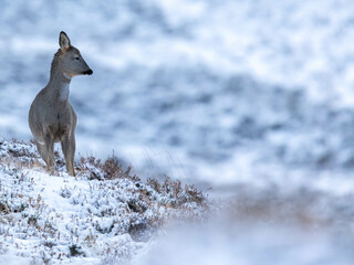 Female Red Deer Hind in the snow in Scotland.