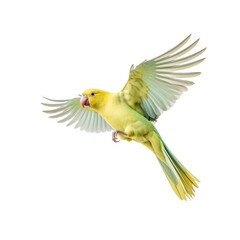 Yellow Indian Ringneck Parakeet Flying Solo isolated