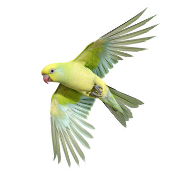 Yellow Indian Ringneck Parakeet Flying Solo isolated