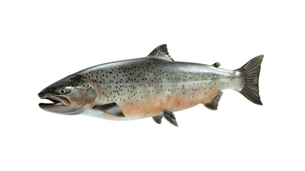Naklejka premium Realistic Atlantic Salmon Model Isolated