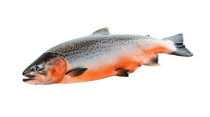 Naklejka premium Realistic Atlantic Salmon Model Isolated