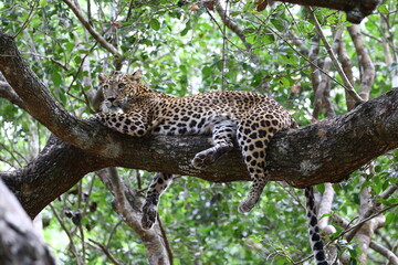 Guardian of the Wild The Leopard's Reverent Rest Amidst Nature's Sanctuary