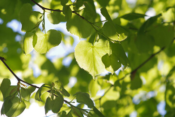 Green leaves, beautiful freshness background, spring.