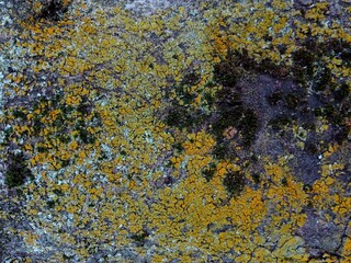 Moss on old stone wall green-yellow texture for background. Macro of natural grunge abstract pattern with copy space. Beautiful decoration made of reindeer lichen usable for interior mock ups close-up