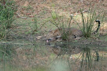 Pondside Majesty: Capturing the Leopard's Serene Moment of Hydration