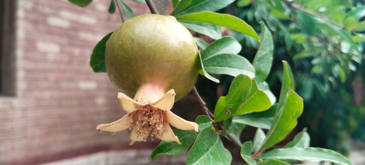 Pomegranate plant 