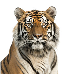 Fototapeta premium white bengal tiger