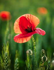 Close-up of red poppy flowers in green field. Summer evening. Beautiful nature.