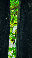 Macro shot of ripening red currant berries