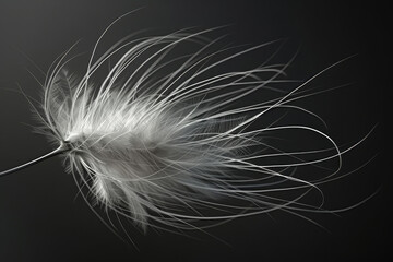 Fototapeta premium A feathery white object with a black background