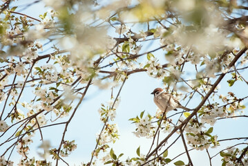 Fototapeta premium Photo of a sparrow on a cherry blossom.