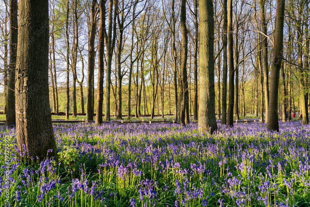 Canvas Prints Bluebell carpet in the woods. Springtime in United Kingdom