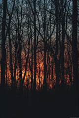 Naklejka premium Silhouette texture of a forest against a sunset or sunrise backdrop, featuring tree outlines and atmospheric gradients. 