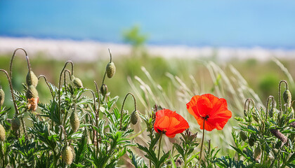 Close-up of red poppy flowers in green field. Summer season. Beautiful nature.