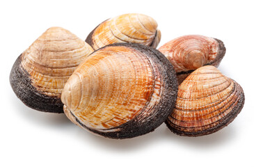 Edible raw clams isolated on white background. Delicacy food.