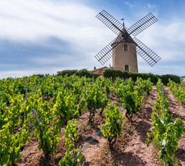 Obraz premium Vineyard or yard of vines and the eponymous windmill of famous french red wine at the background. Romanèche-Thorins, France.