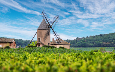 Vineyard or yard of vines and the eponymous windmill of famous french red wine at the background. Romanèche-Thorins, France.