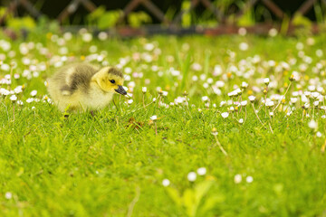 Kücken der Kanada Gans auf Wiese mit Gänseblümchen im Frühling