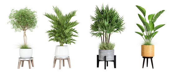 Plants in 3d rendering. Beautiful plant in 3d rendering isolated 