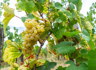 Obraz premium White wine grapes on the vine close up.