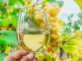Obraz premium Glass of white wine in man hand and cluster of grapes on vine at the background.