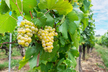 Obraz premium White wine grapes on the bushes on the vineyard closeup.