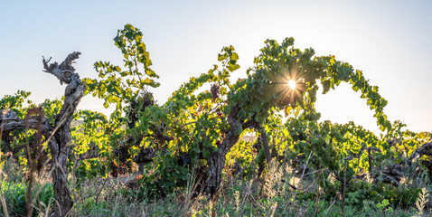 Obraz premium Old bushes of vine with wine grapes in the evening sunlight.