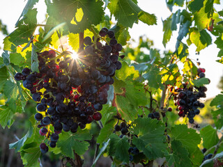 Obraz premium Wine grapes on the vine in sunset light close up.