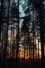 Silhouette texture of a forest against a sunset or sunrise backdrop, featuring tree outlines and atmospheric gradients. 