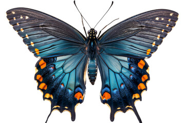 A stunning blue butterfly with vibrant orange spots gracefully flutters its wings