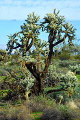 Cholla cactus, Sonora Desert, Mid Spring