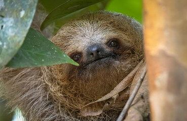 Three-toed sloth  © Brittany