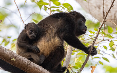 Howler monkey with baby