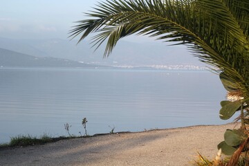 bay with palm tree