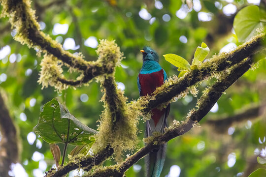 Resplendent Quetzal 