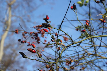 rosehip branches