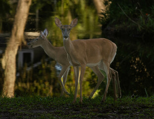 Deer in the early morning shadows