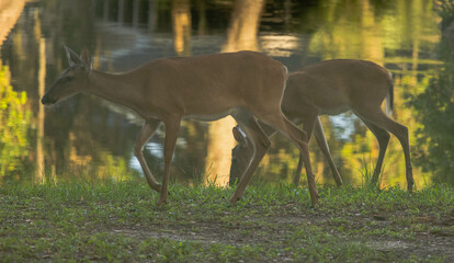 Obraz na płótnie Canvas Deer in the early morning shadows